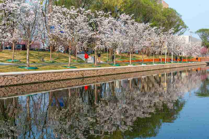  技术驱动下的城市滨水更新：北京北小河“樱花河流”治理方法论 文化旅游