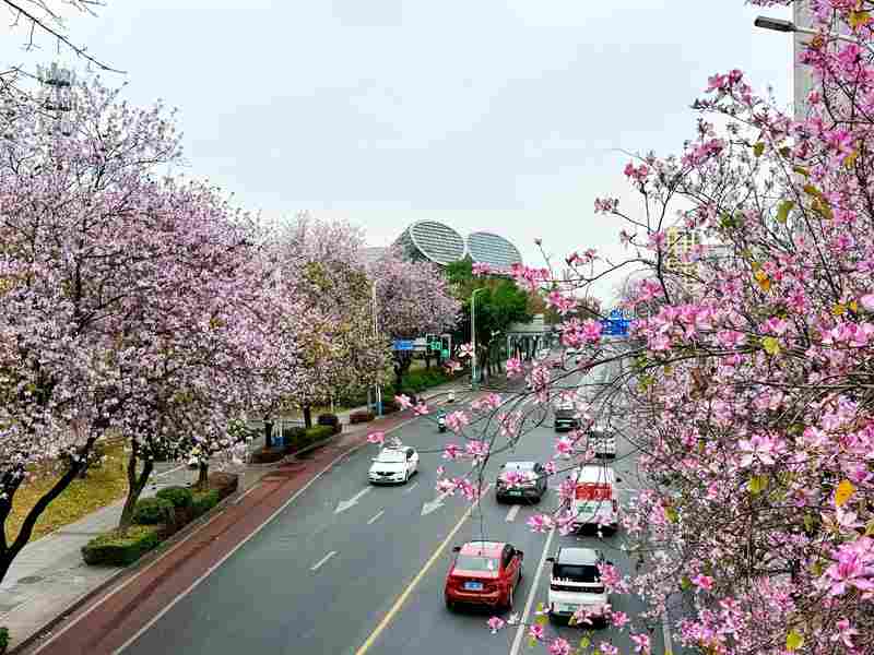  技术驱动下的城市滨水更新：北京北小河“樱花河流”治理方法论 文化旅游